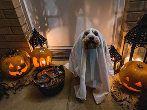 Pet Safety Tips for Halloween
