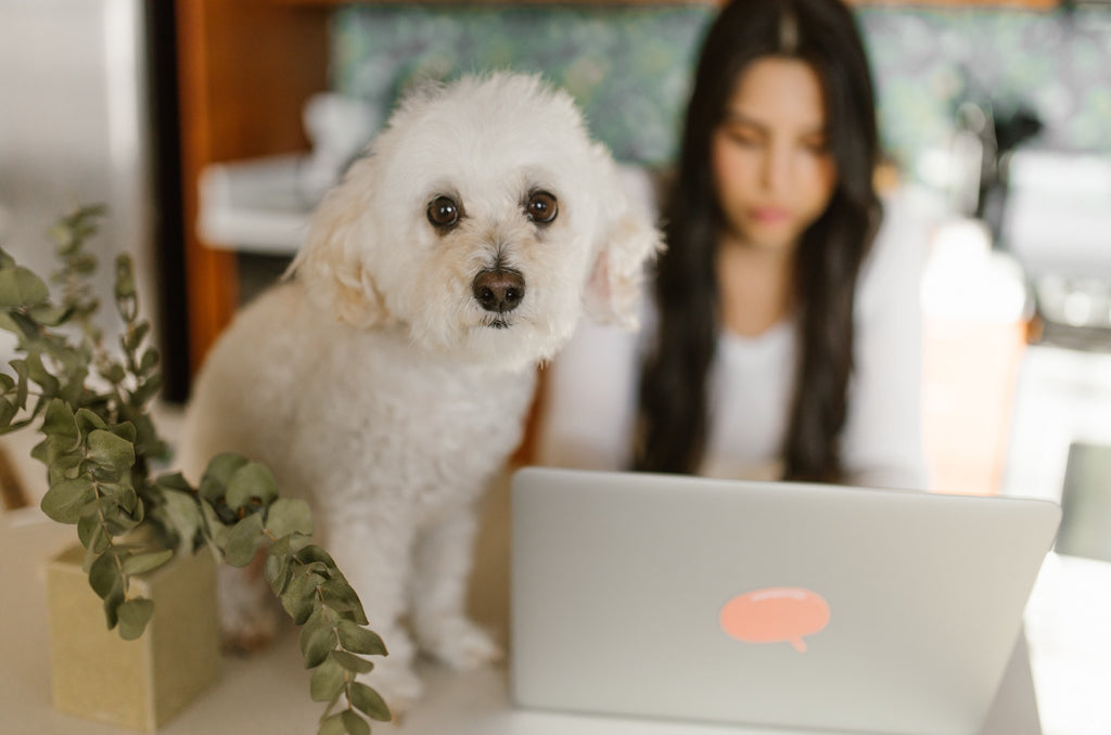 Bring your dog to work day- tips to help it be a success