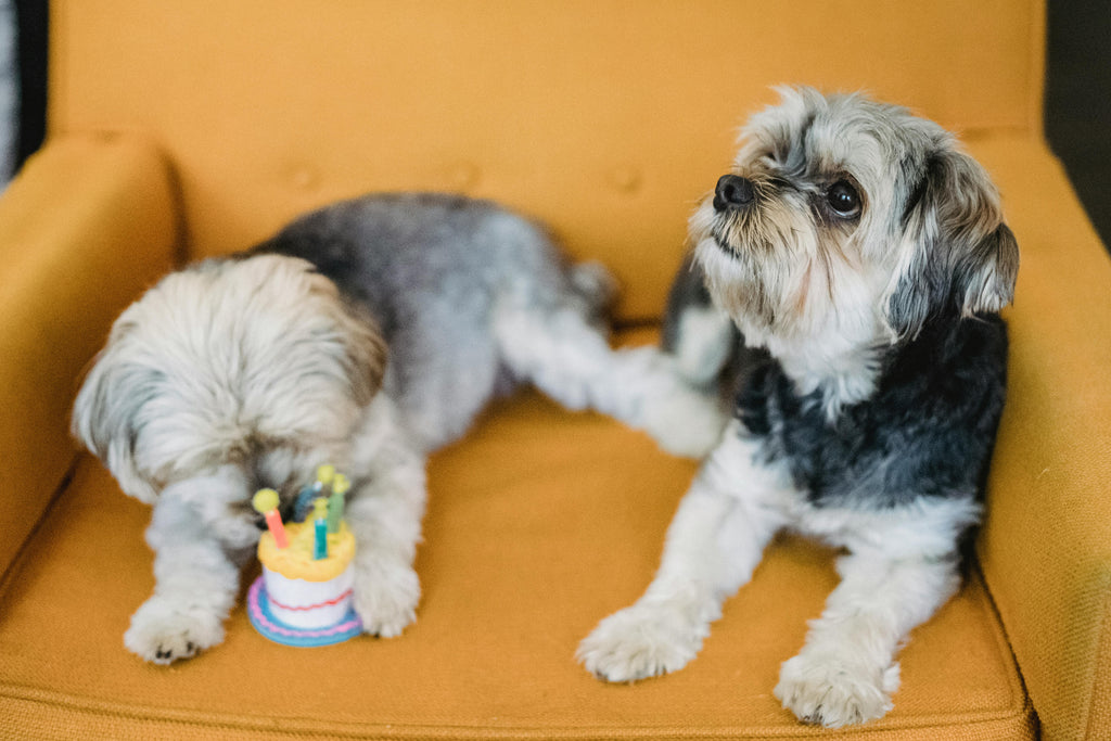 Celebrating Your Dog's Birthday: 6 Ways to Make Their Day Extra Special