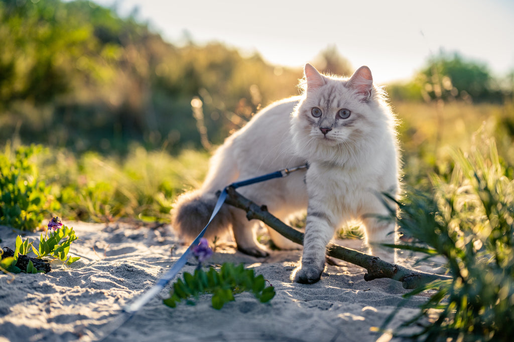 Should You Take the Cat for a Walk?