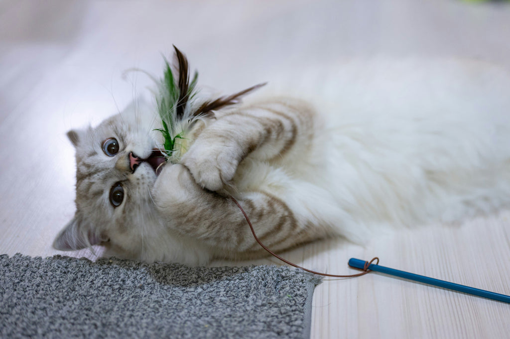 Enrichment Tips for Indoor Cats : Engaging DIY Toys and Games