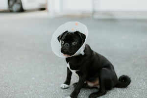 Pet First Aid Tips Every Owner Should Know