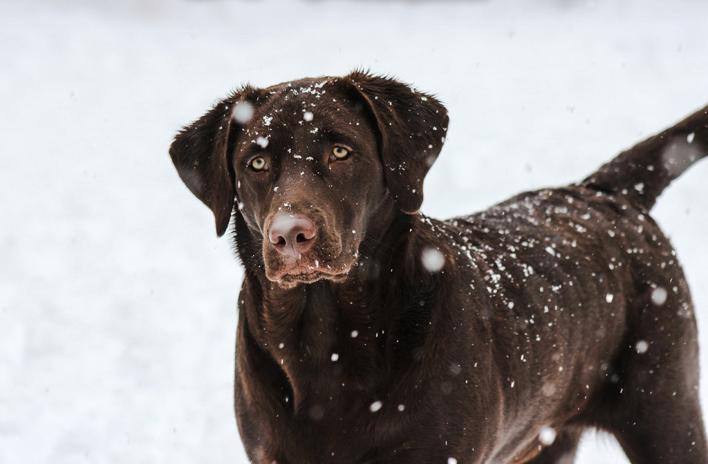 “Pet Proof” Your Home for Winter: A Safety and Comfort Checklist