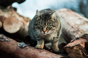 “Cat-Scratch-Tas-Trophe! Why is my cat destroying my home?”