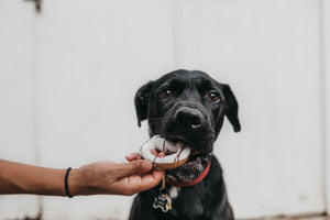 Doggy Friendly Baking: A Great Tasty Recipe!