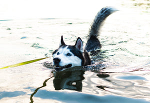 Taking your dog swimming