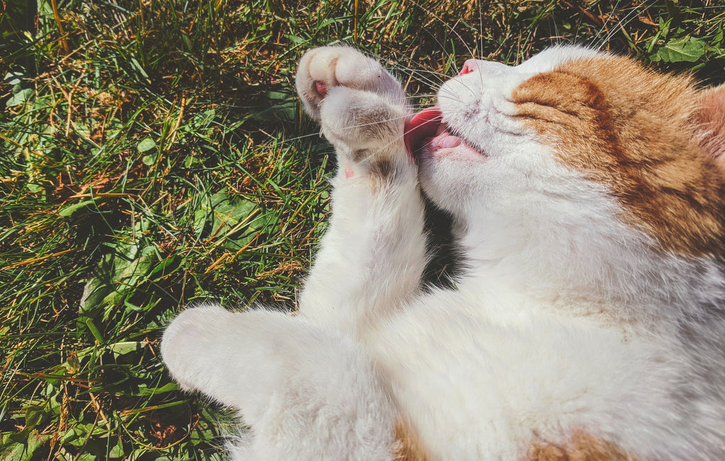 Why you need to Groom your Cat