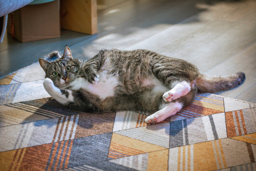 Why Indoor Cats Still Need Vaccinations and Parasite Protection