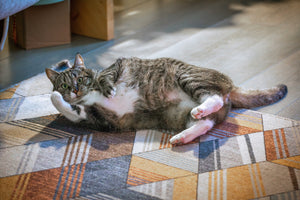 Why Indoor Cats Still Need Vaccinations and Parasite Protection